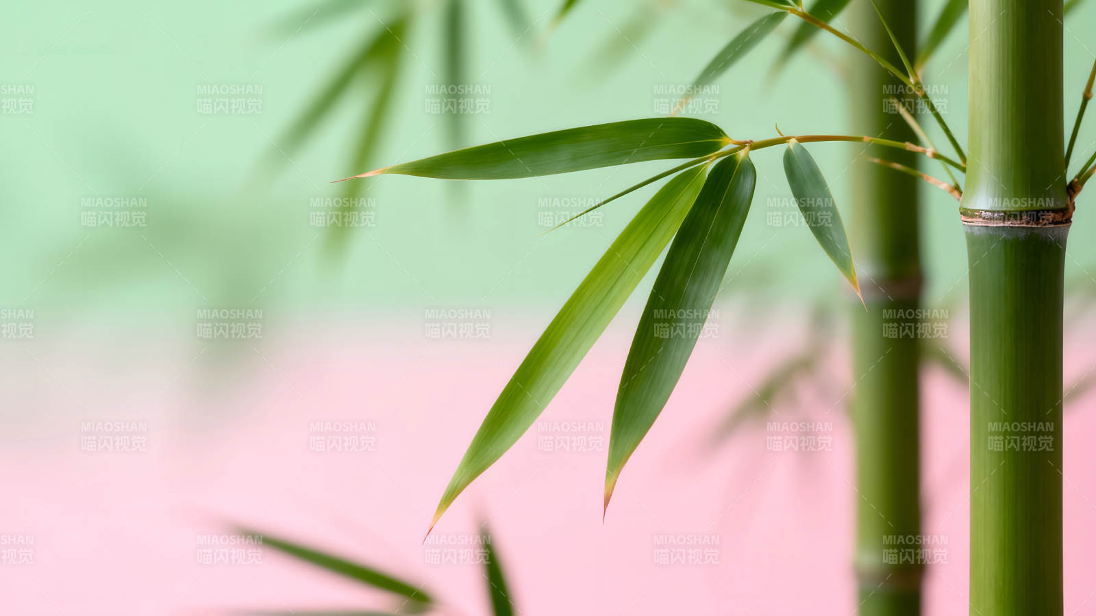 竹子细节特写清新自然图片