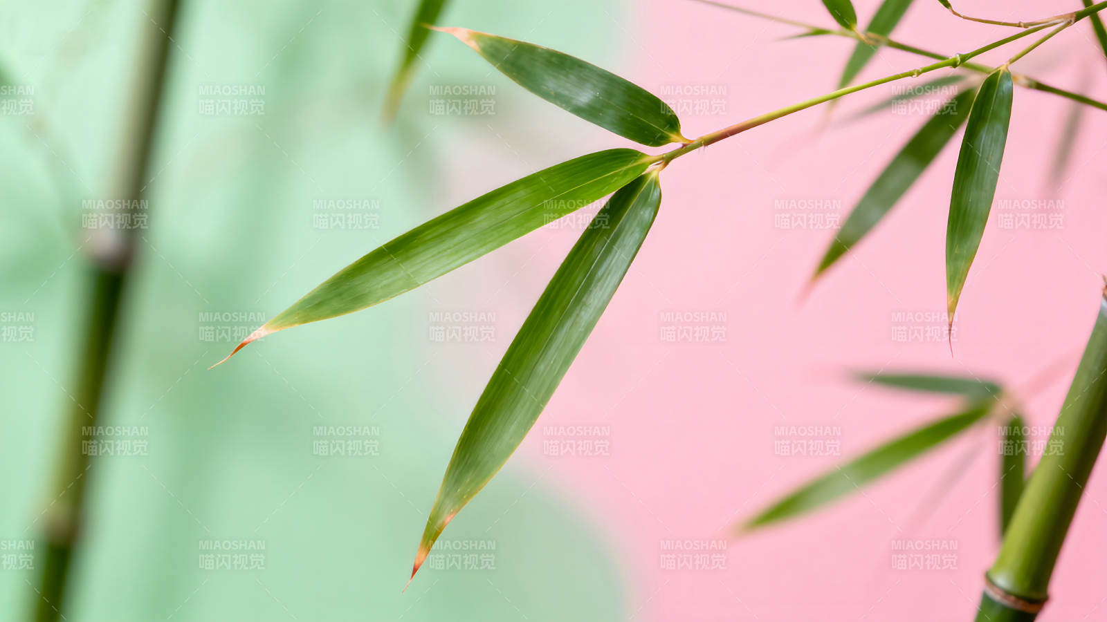 翠竹绿叶粉色背景清新图片