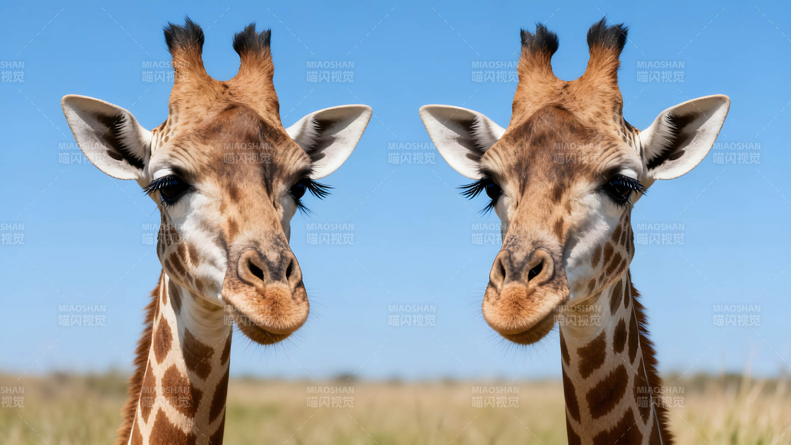 两只长颈鹿侧脸凝视天空图片