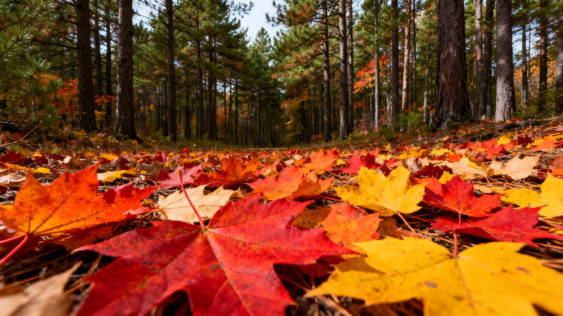 秋日落叶铺满林间小路图片