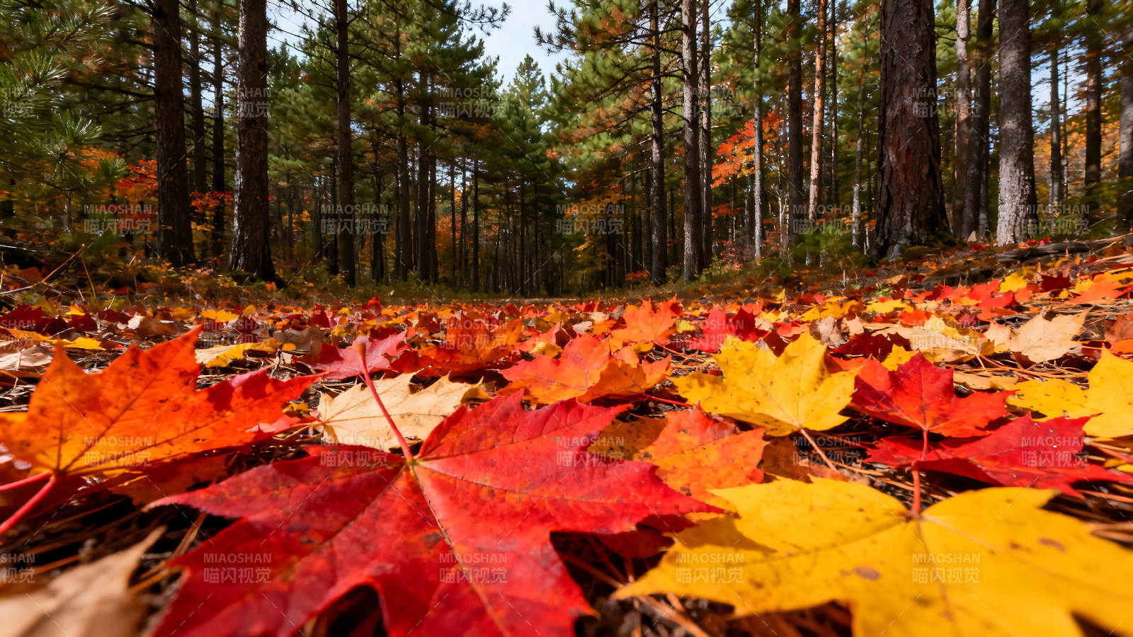 秋日落叶铺满林间小路图片