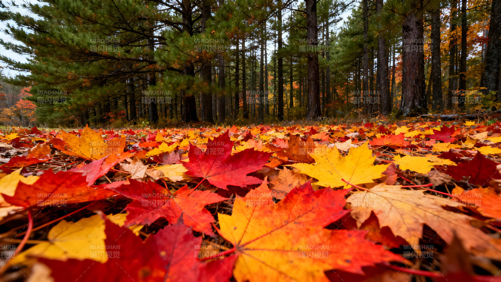秋日落叶森林美景图片