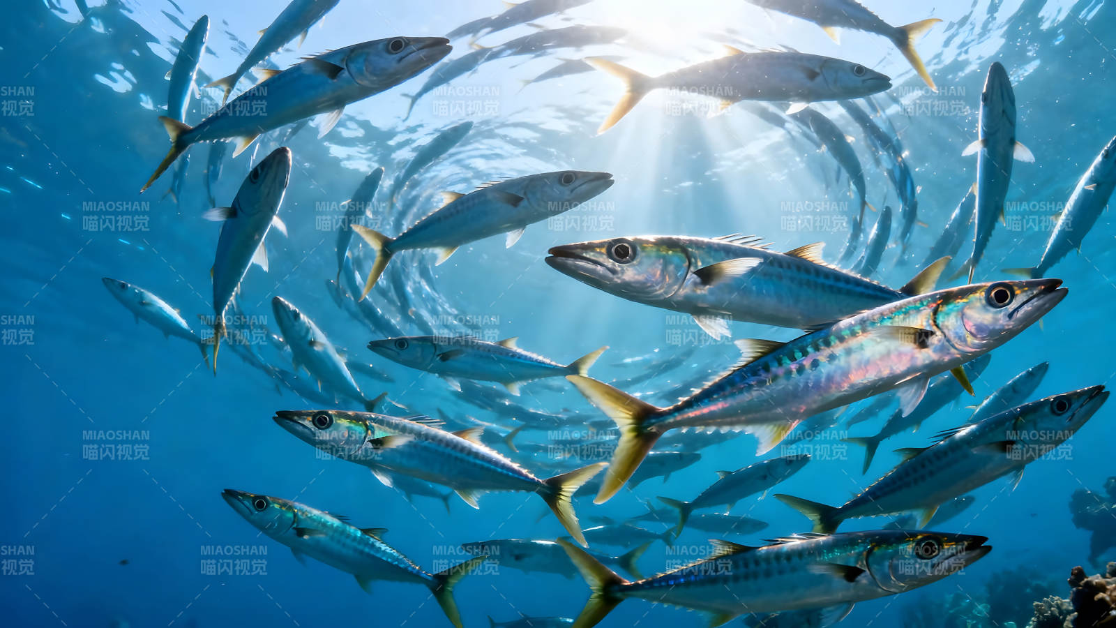 鱼群水中游动阳光照耀图片