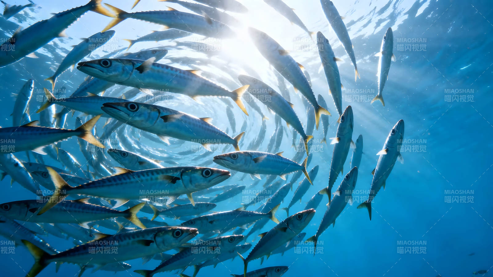 鱼群环绕阳光下蓝海遨游图片