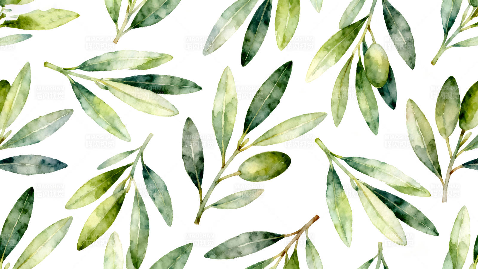 水彩橄榄枝图案白色背景图片