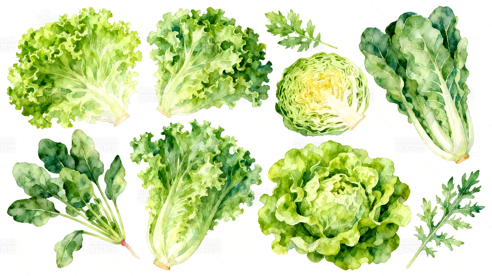 水彩蔬菜绘画多种绿叶蔬菜图片