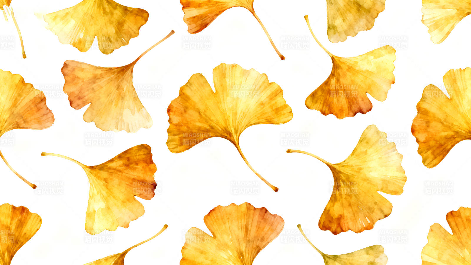金黄色银杏叶散落白色背景图片