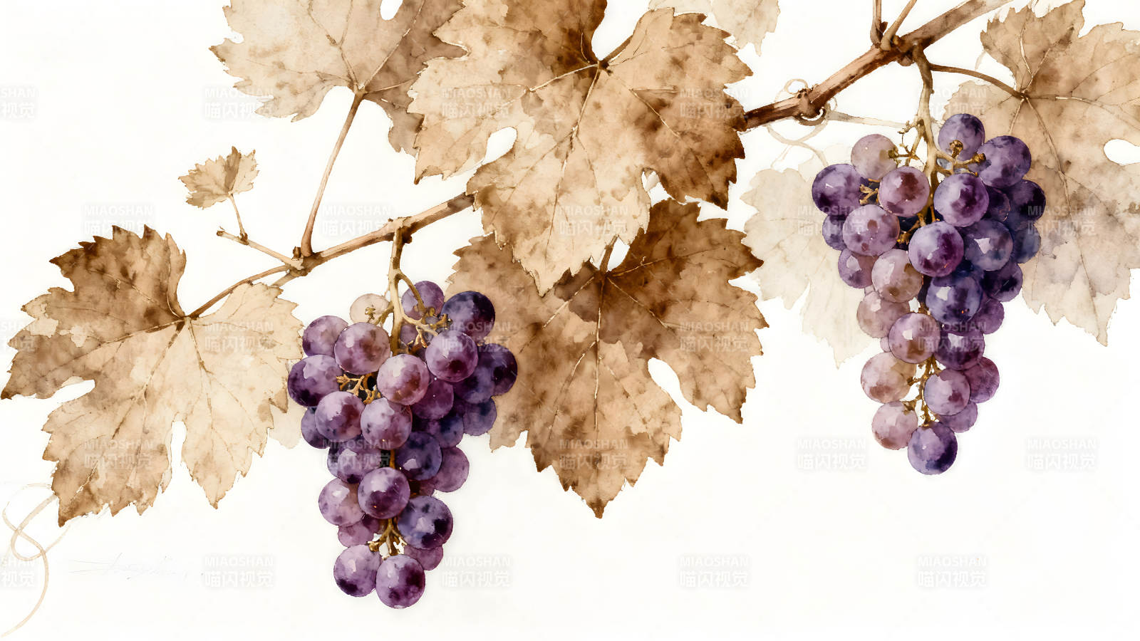 葡萄藤水彩画紫色葡萄图片