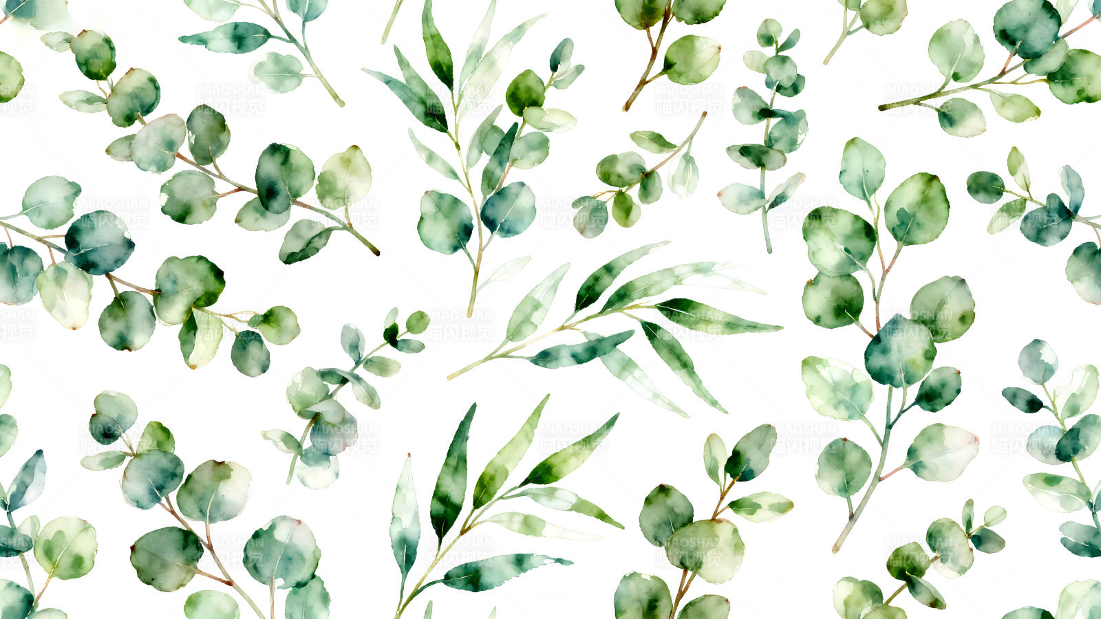 水彩桉树叶白底背景图图片