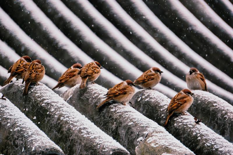 雪中麻雀栖屋檐图片