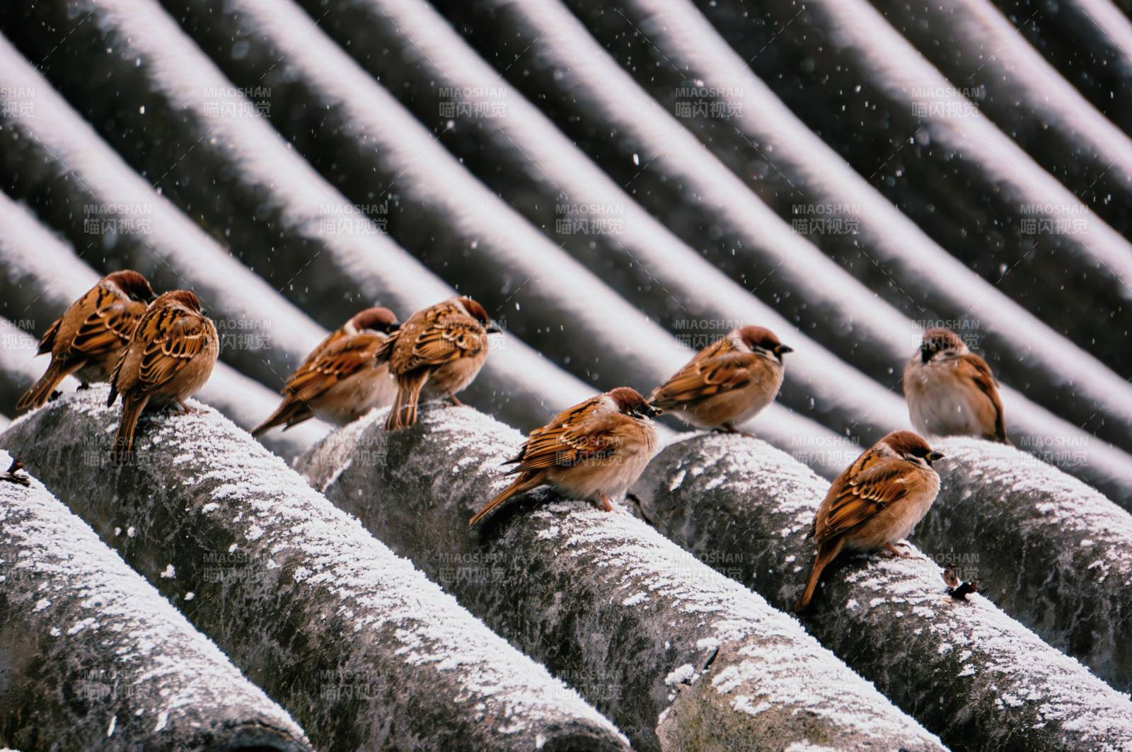 雪中麻雀栖屋檐图片