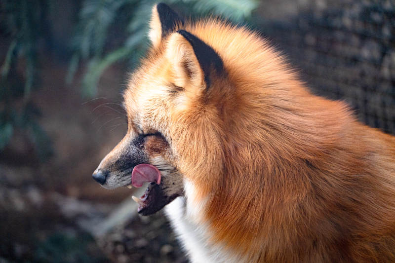 狐狸舔唇侧影图片