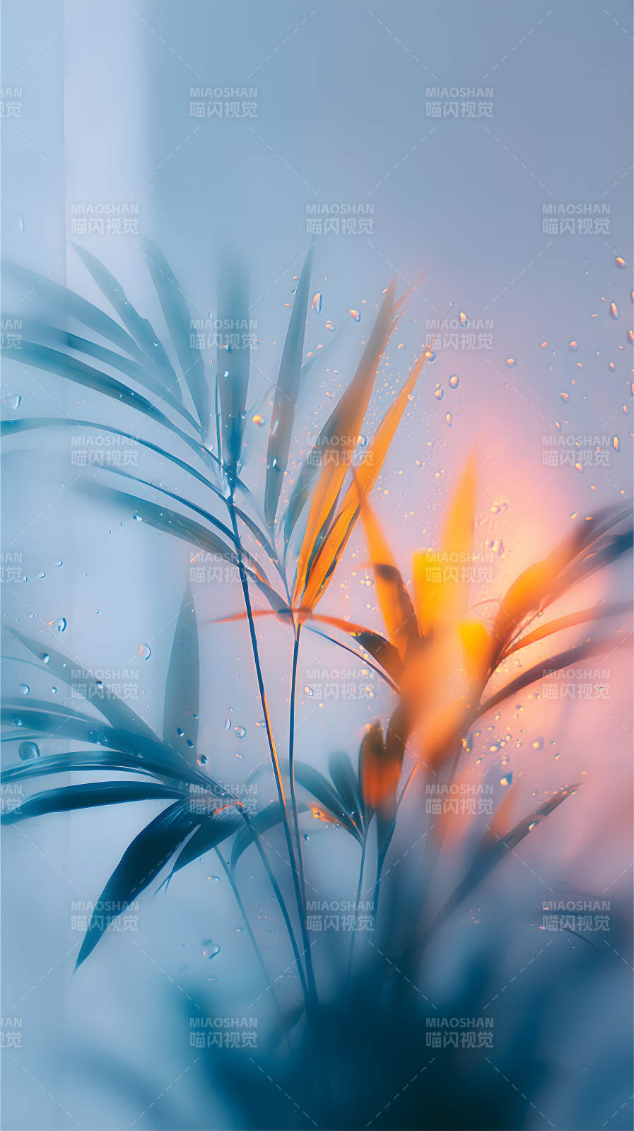 叶片水珠朦胧景象图片