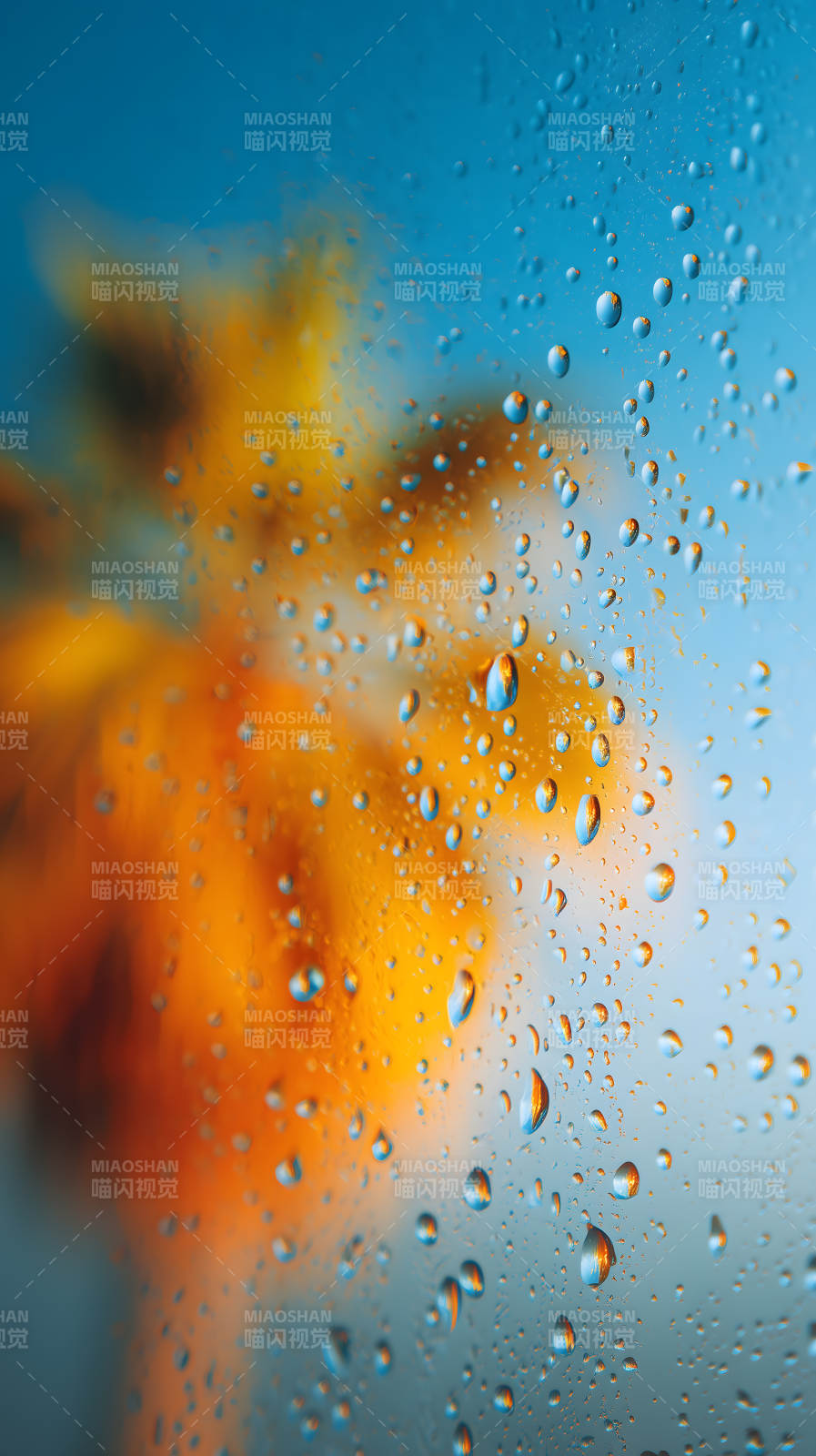 水珠映射花朵绚丽图片