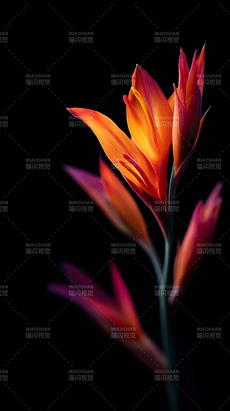 绽放的花朵光影交织图片