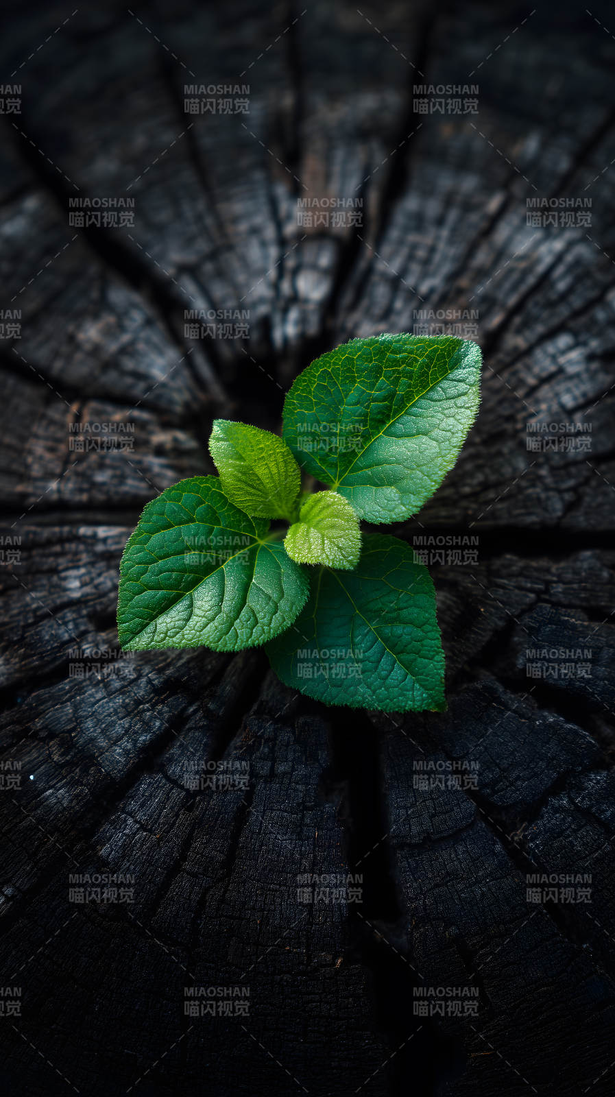 新生绿芽木桩上图片