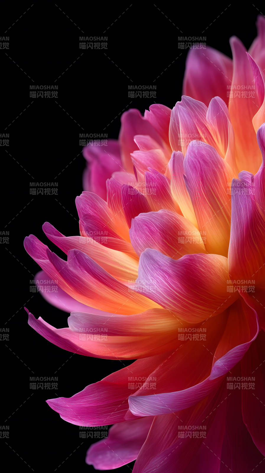 花瓣绽放绚丽色彩图片