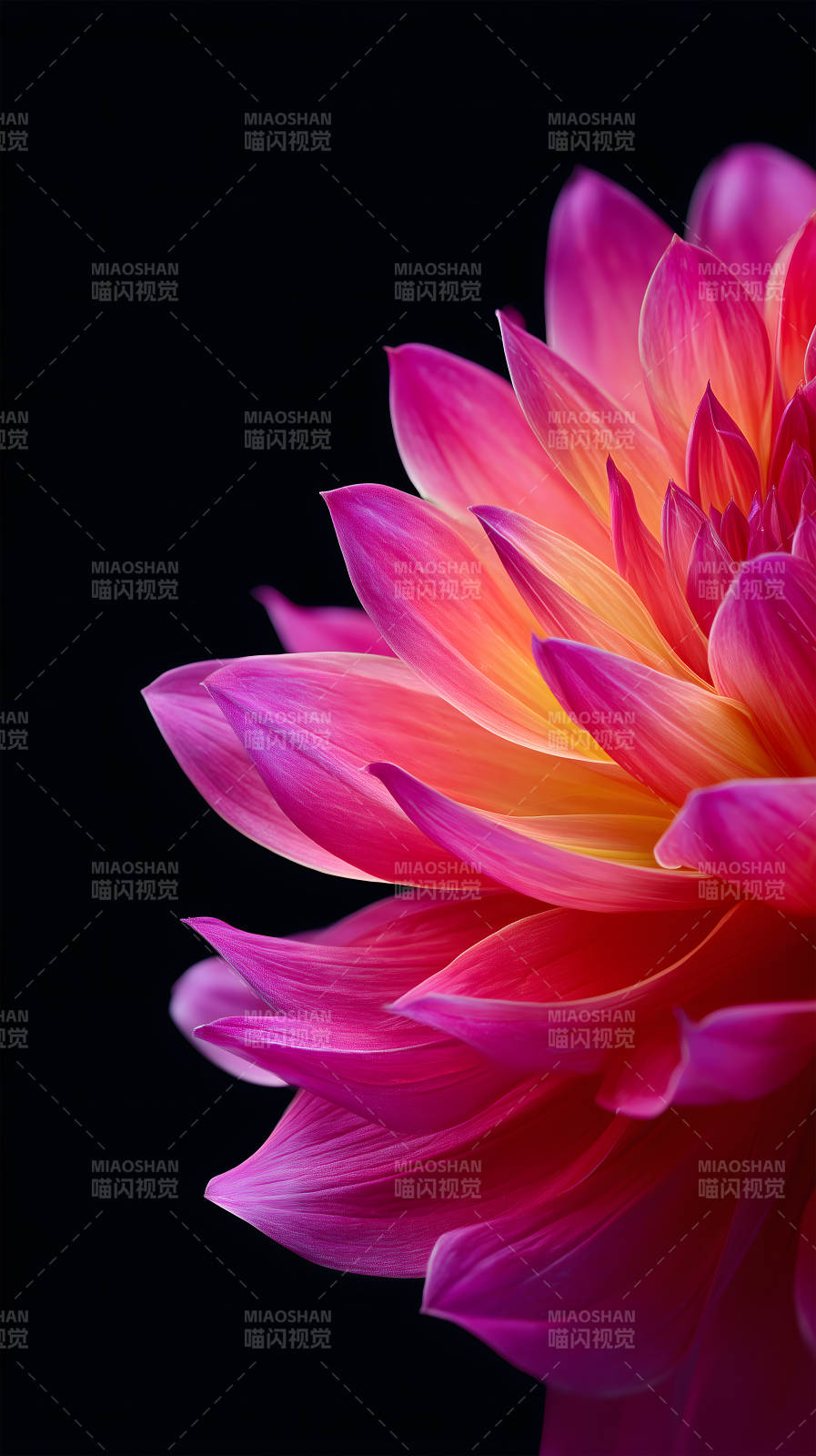 花瓣特写色彩鲜艳图片