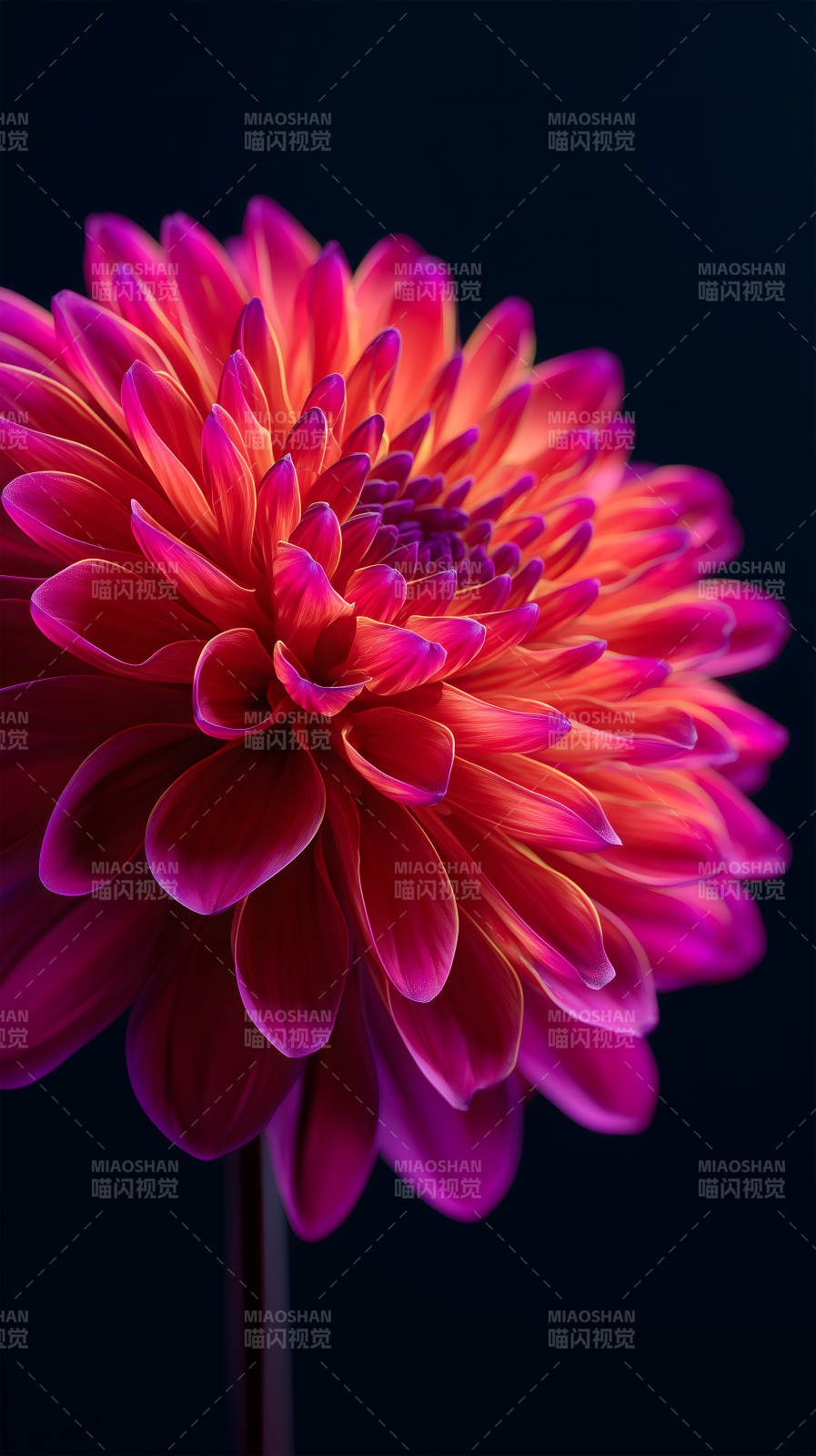 艳丽花朵绽放图片