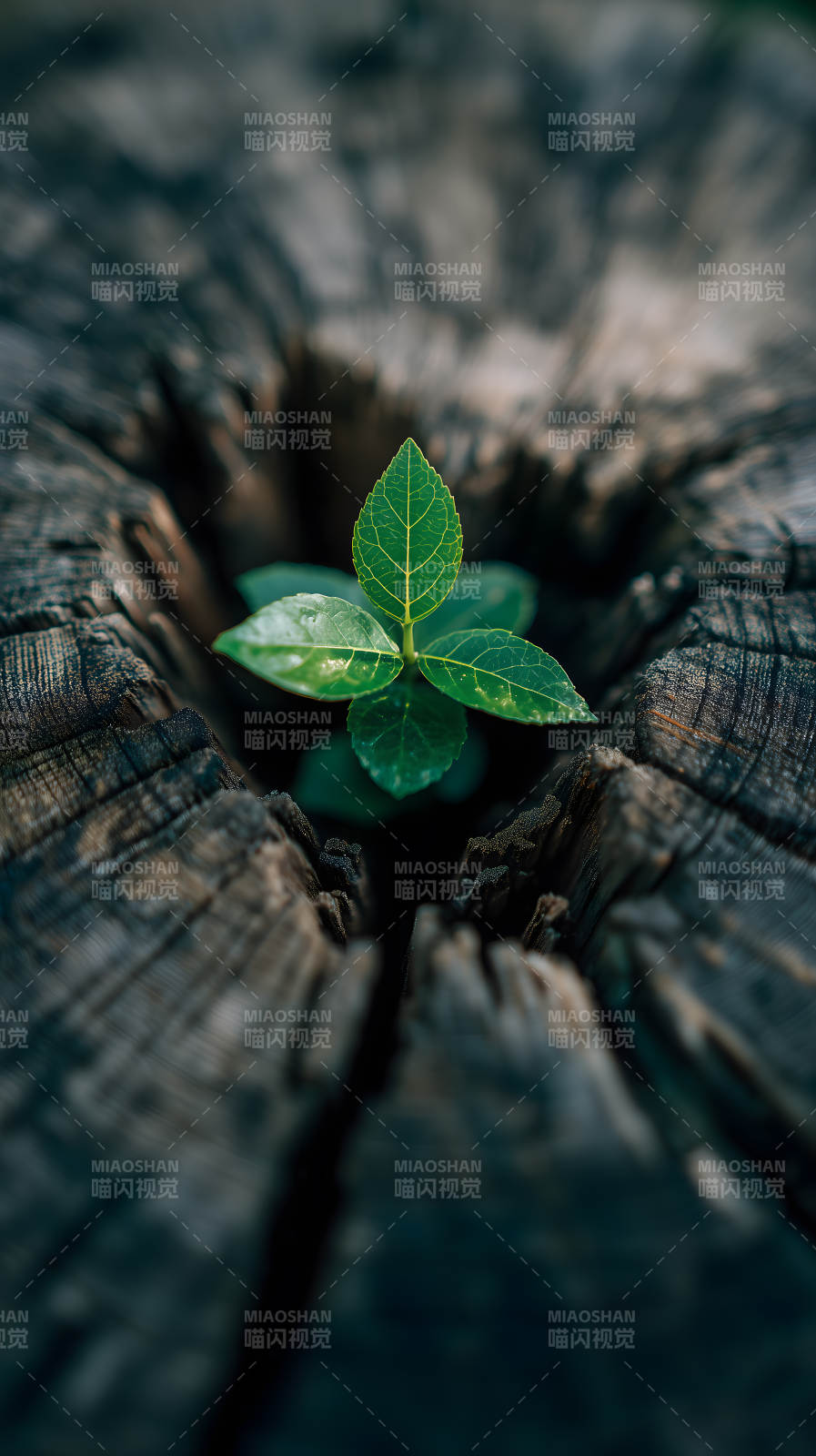 新芽破木重生图片