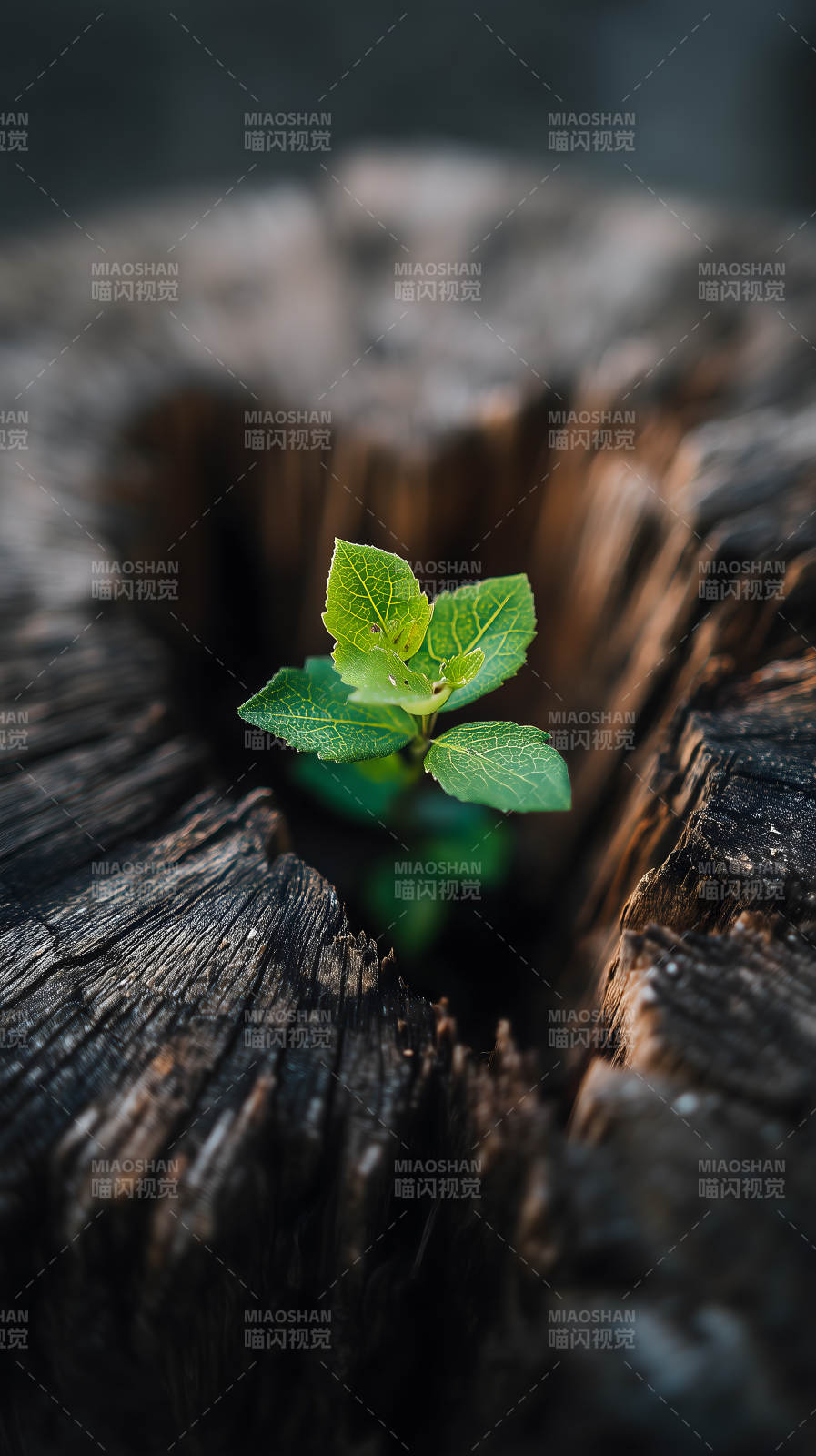 新芽破土而出象征新生图片