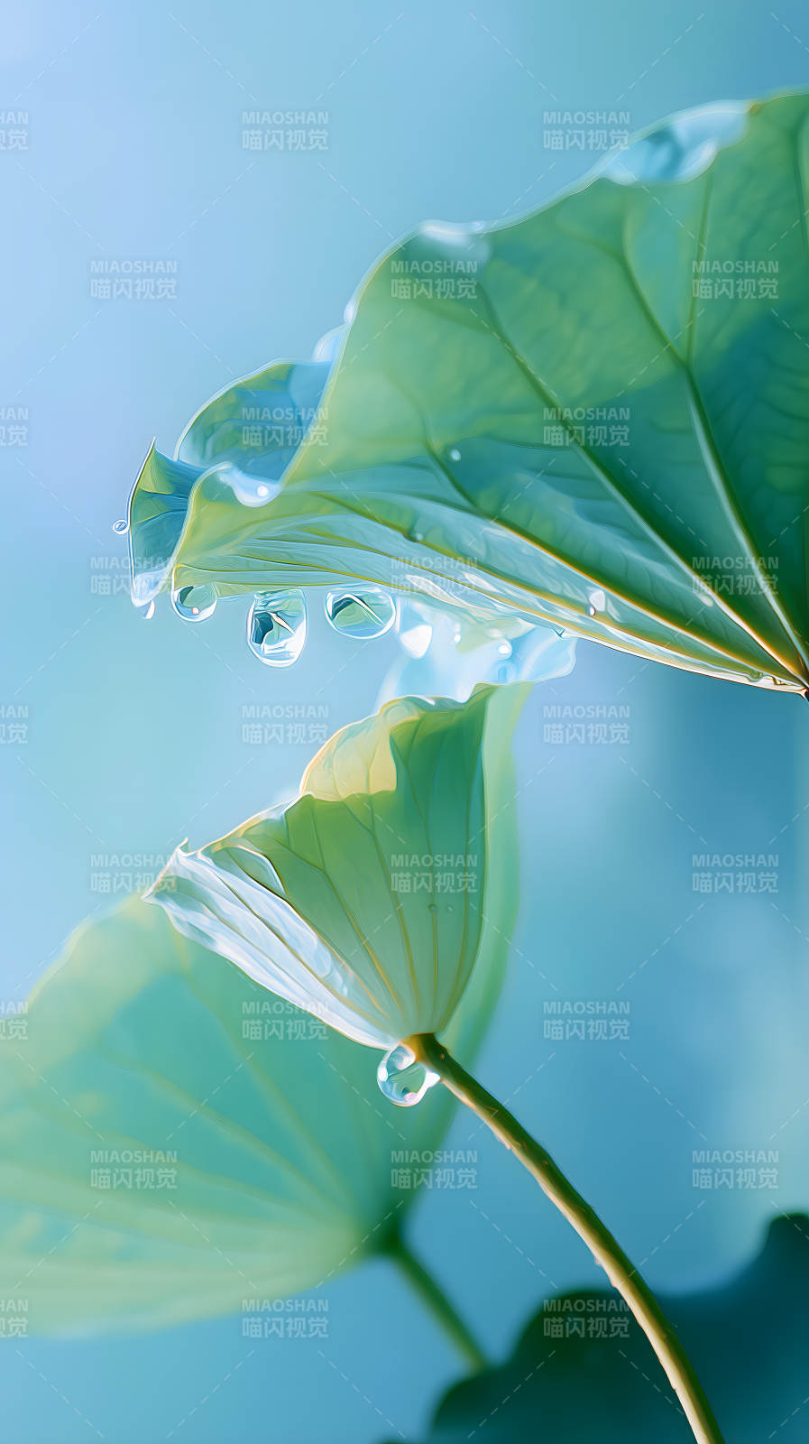 莲叶滴露水珠晶莹剔透图片