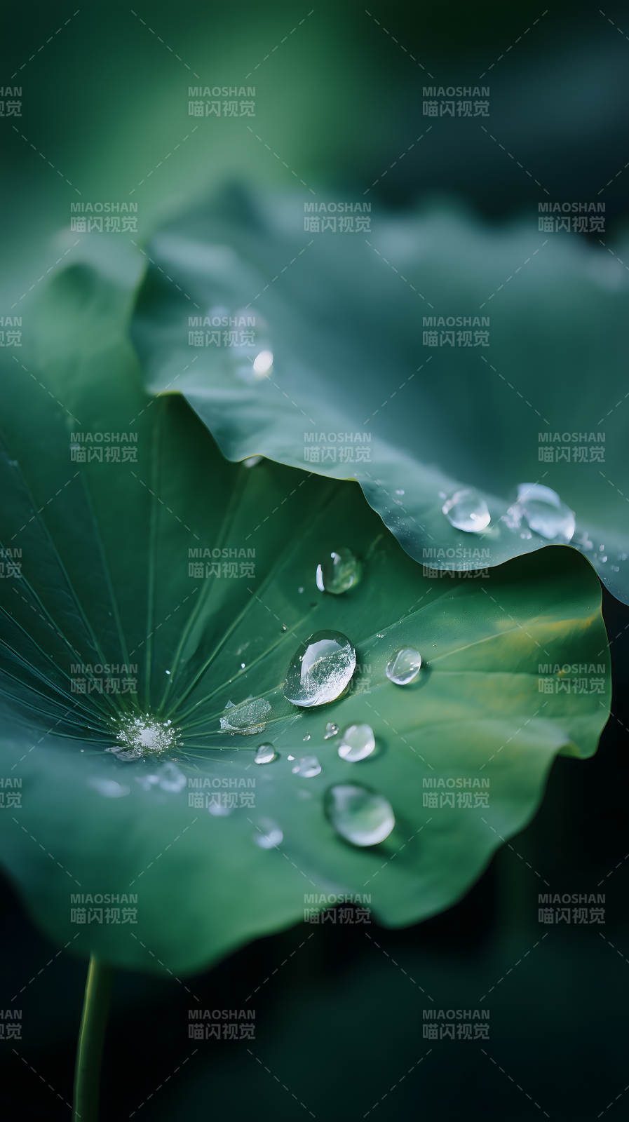 荷叶晶莹剔透水珠图片