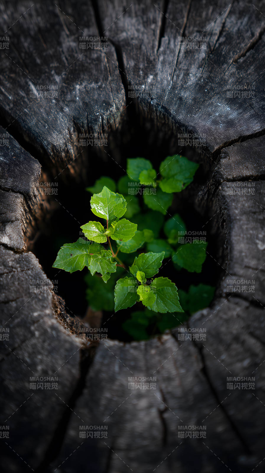 木中新绿生命力量图片