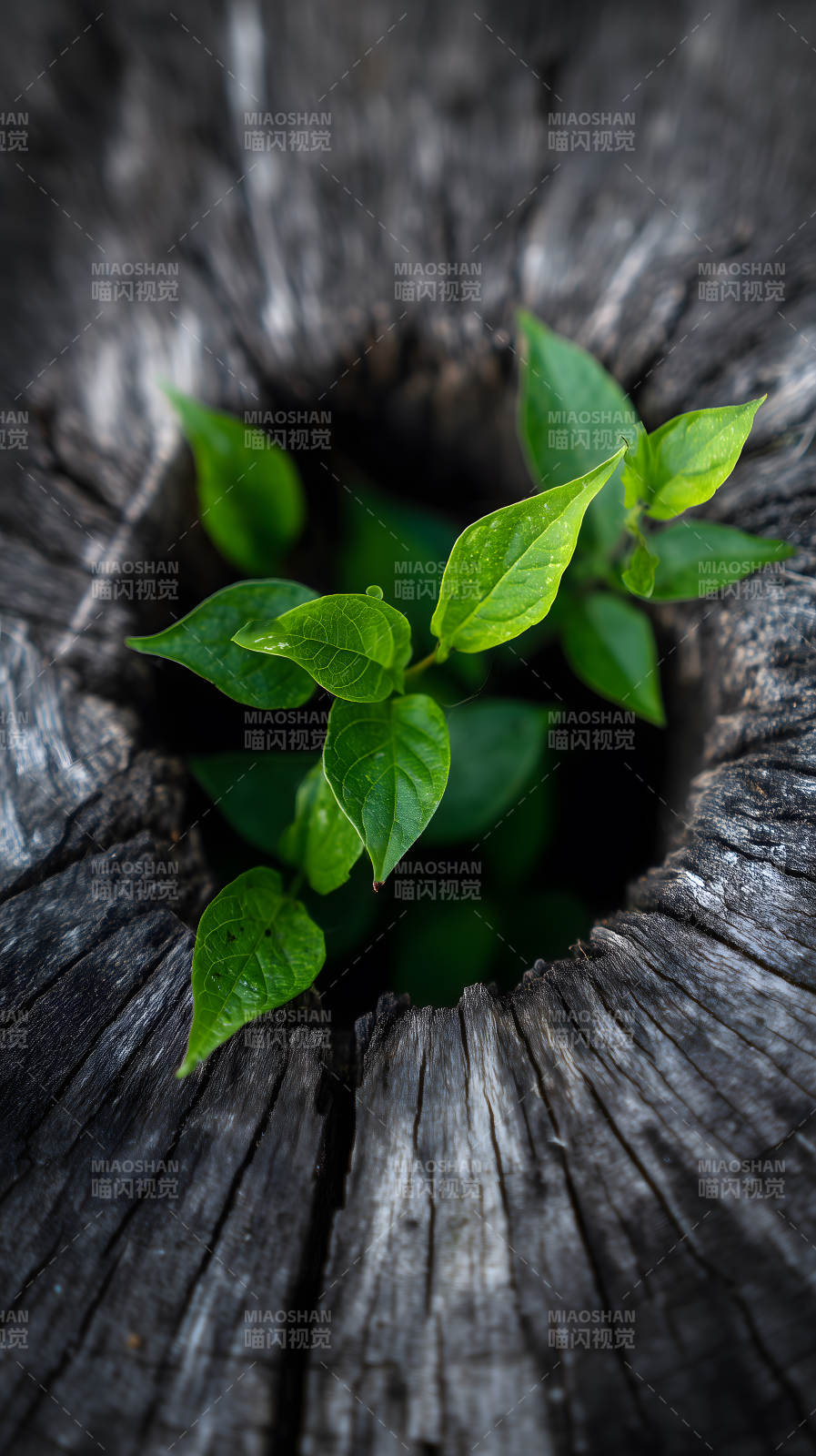 木洞发芽新生命图片