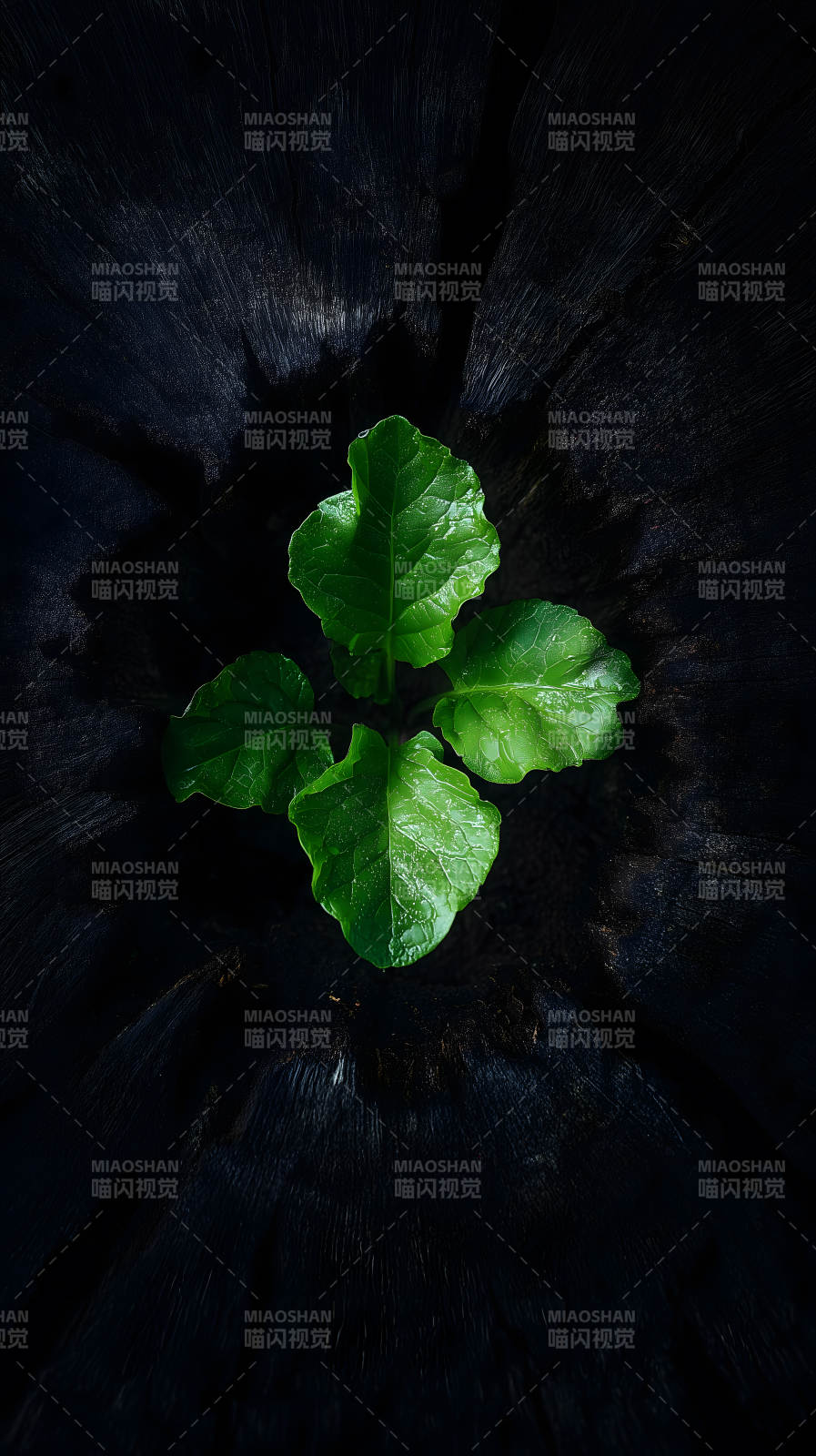新生绿叶与黑木图片