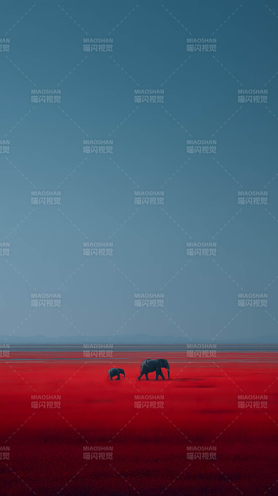 红海象群行进图图片