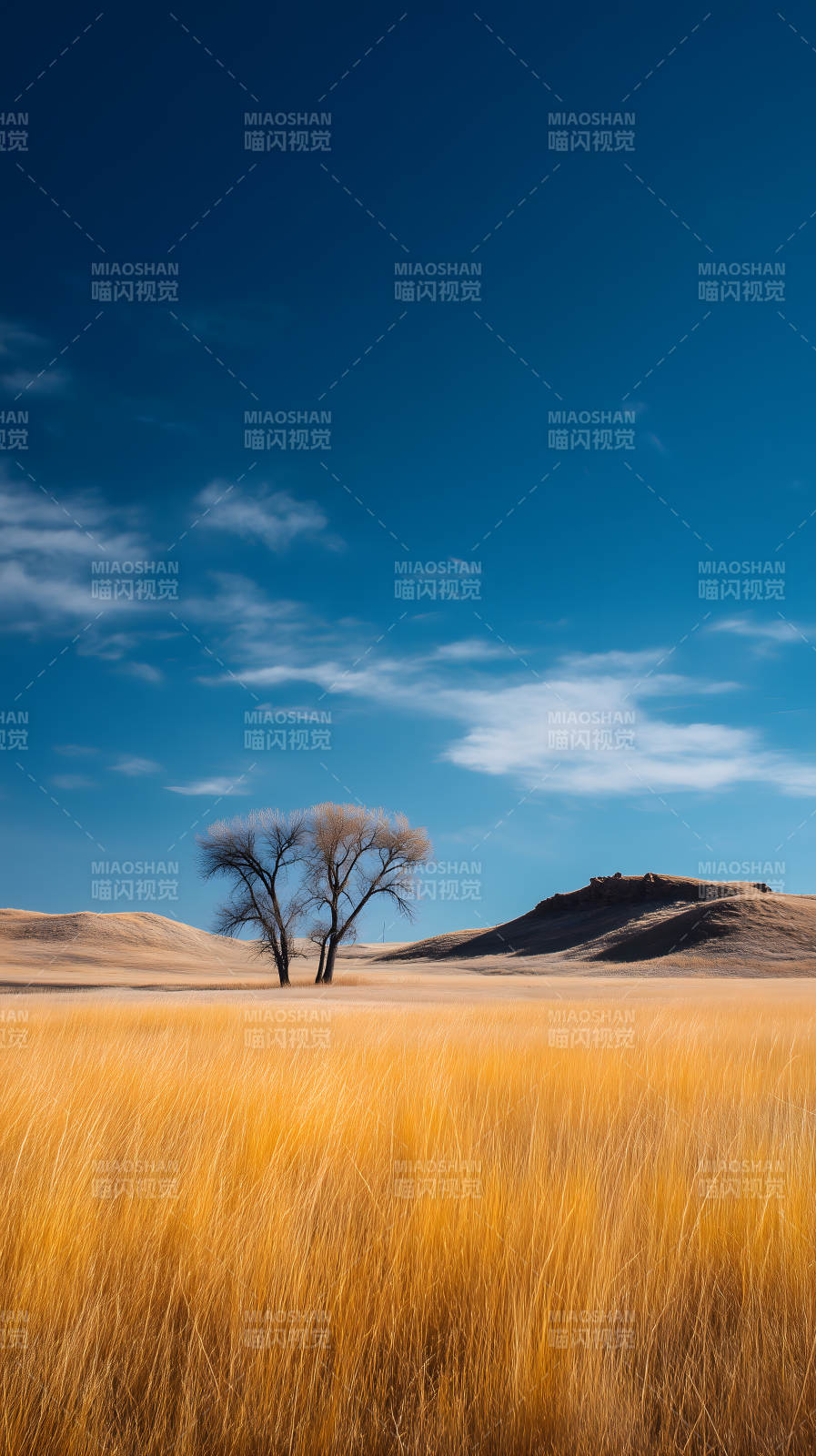 旷野蓝天金草地树图片