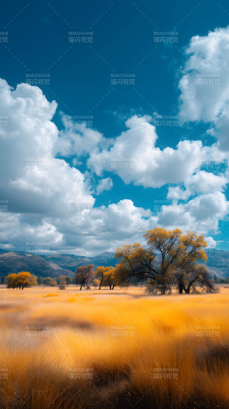 金黄麦田天空晴朗图片