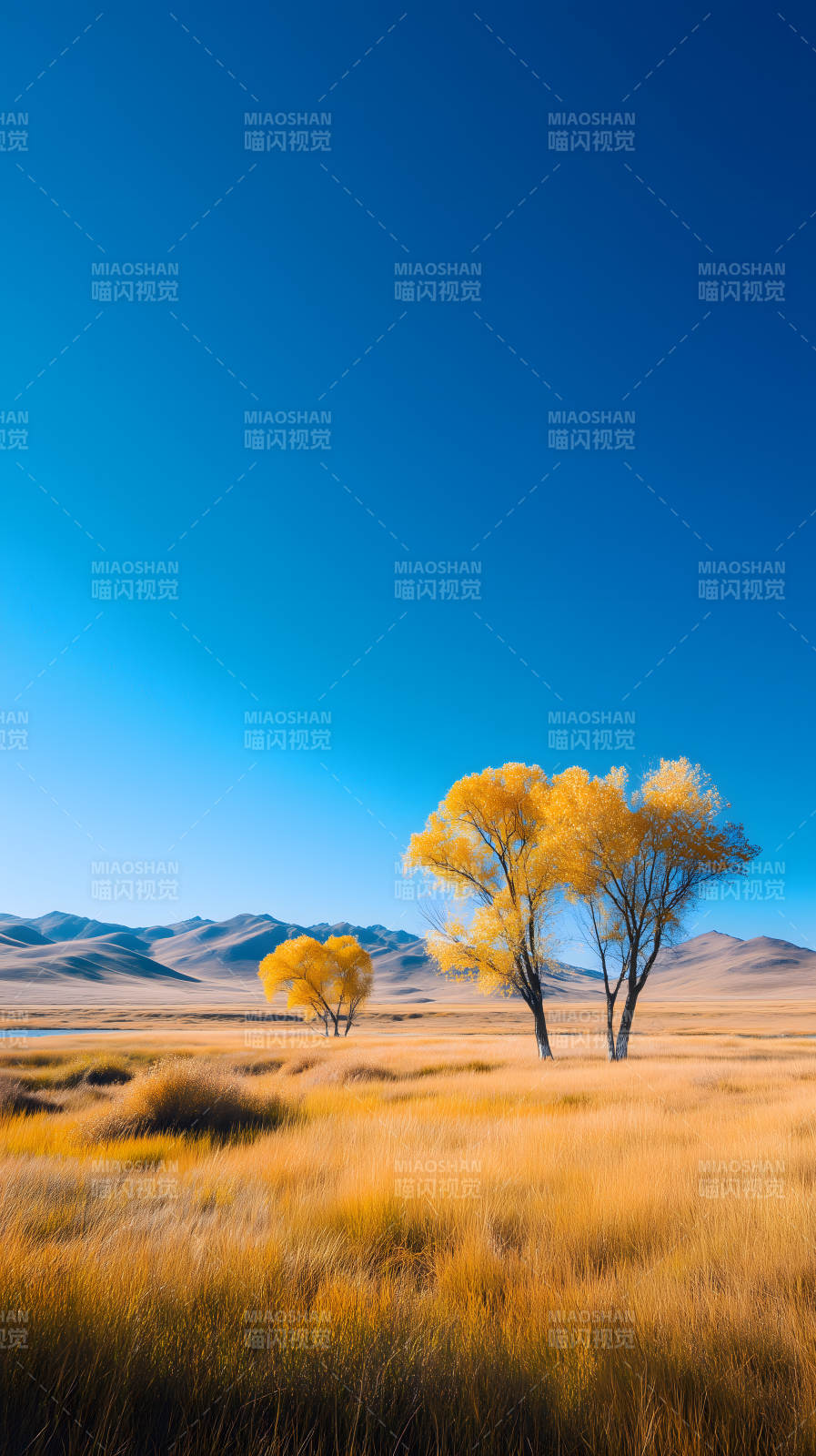 金黄秋色映蓝天图片