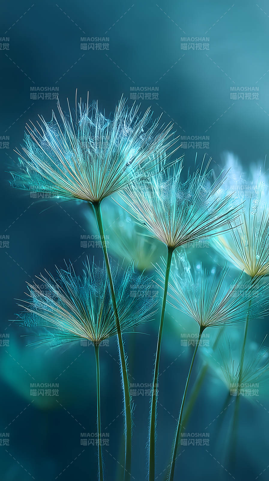 蒲公英绽放的瞬间图片