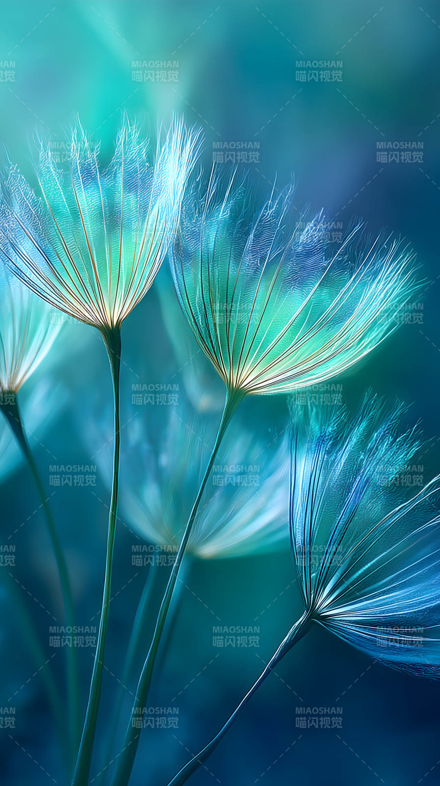 蒲公英梦幻蓝调图片