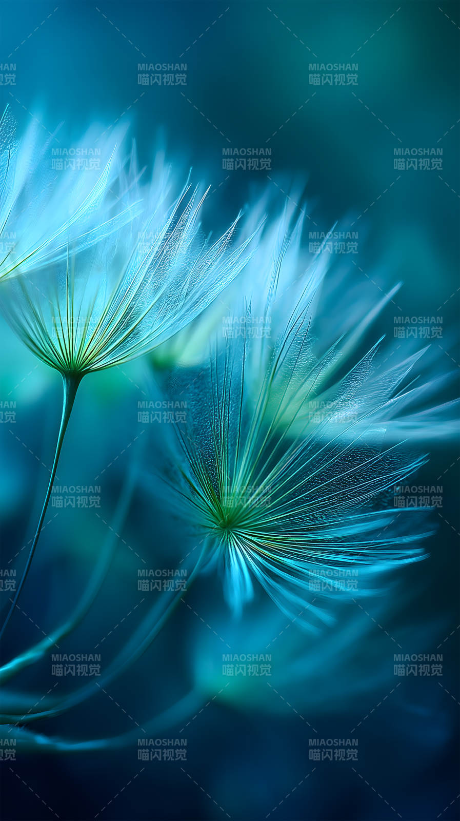 蒲公英的蓝色世界图片