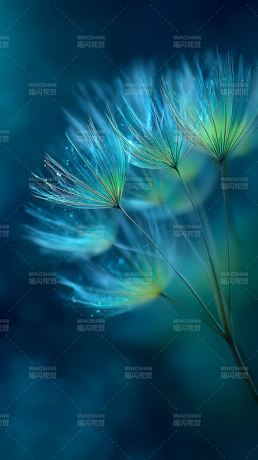 蒲公英梦幻特写意境深远图片