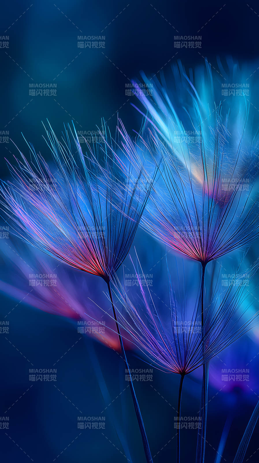 蒲公英蓝色光影图片