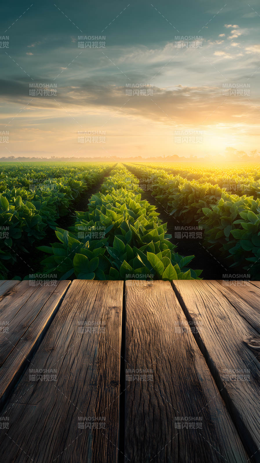 田野日出阳光普照图片
