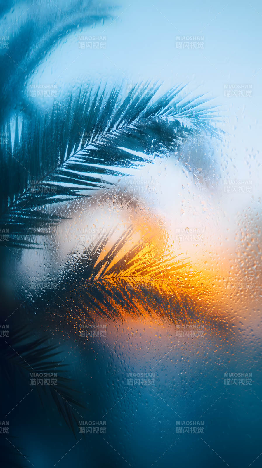 雨中棕榈映日图片