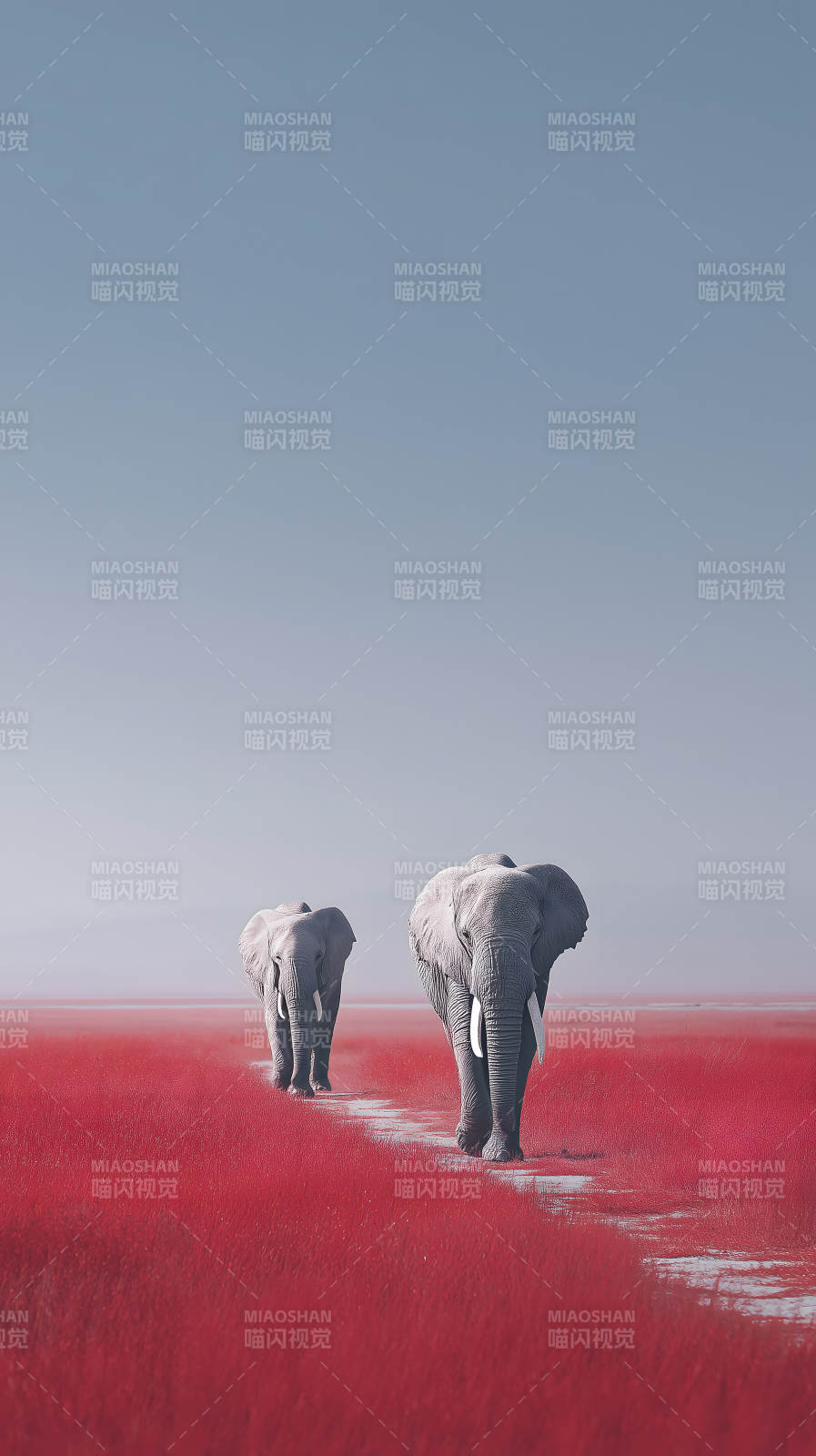 红土地象群行走图片