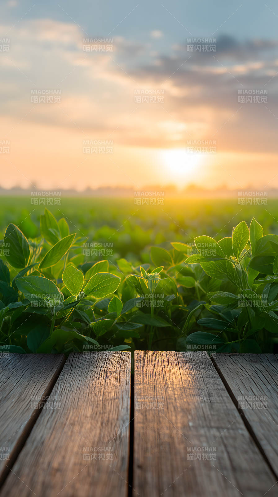 田园风光阳光普照图片