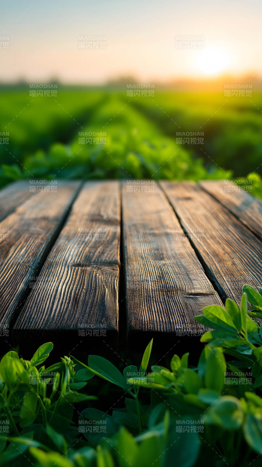 木桌田野阳光景色图片