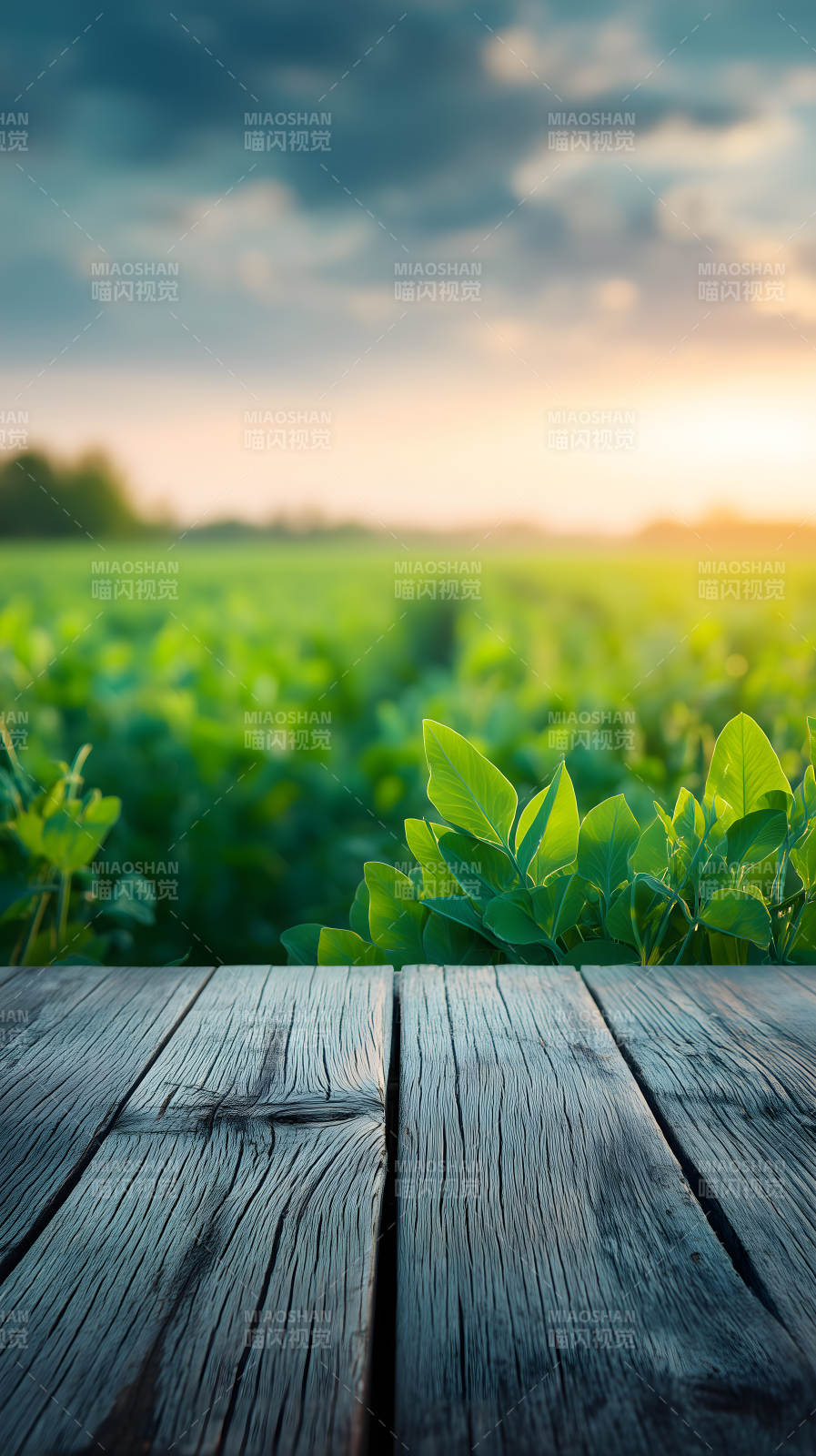 田园风光木板夕阳图片