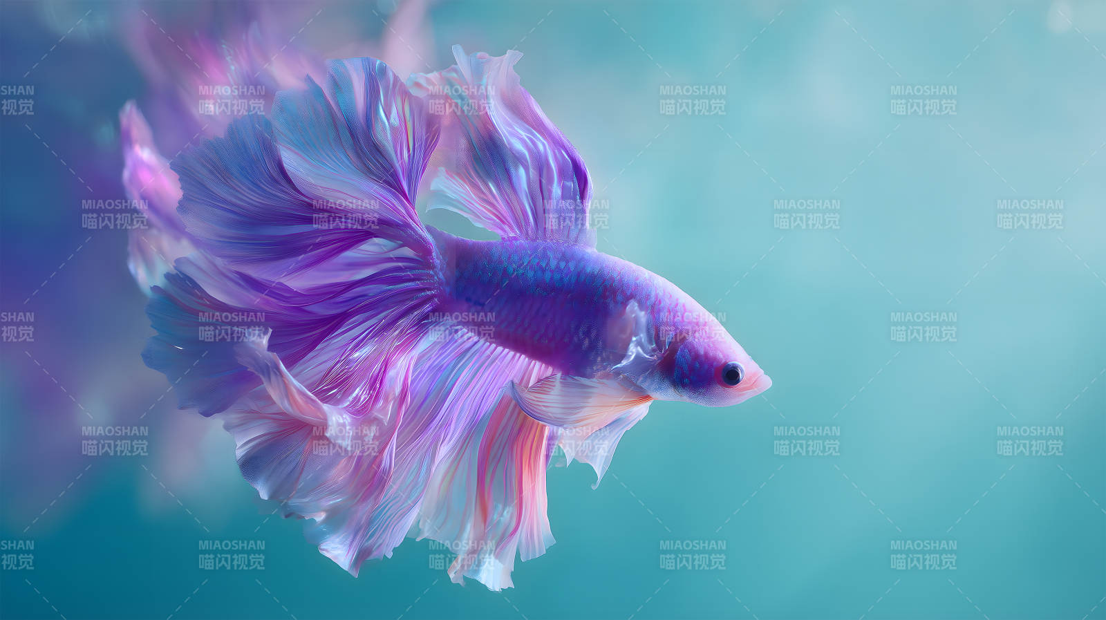 美丽斗鱼水中游动图片