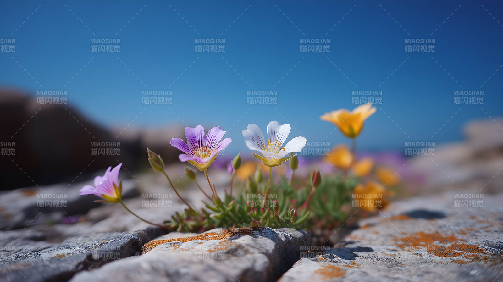 绽放的花朵与岩石图片