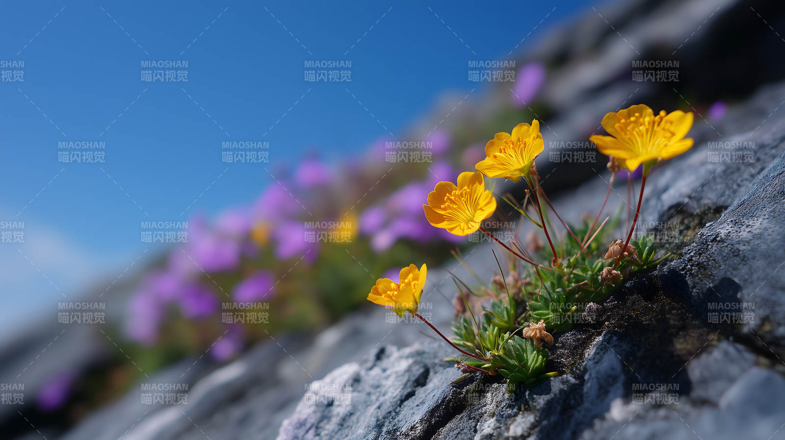 岩石上的黄色花朵图片