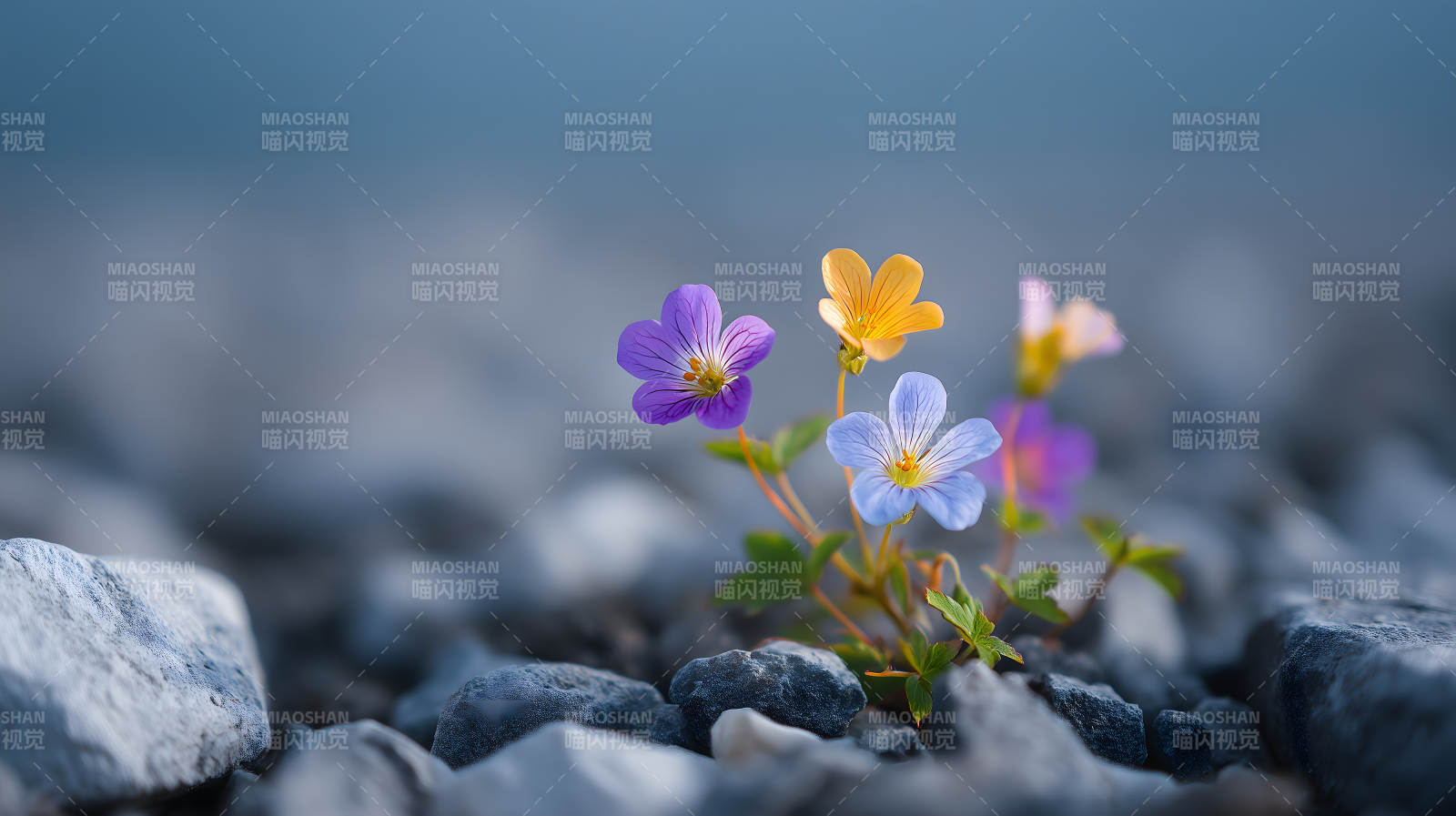 花朵顽强绽放岩石中图片