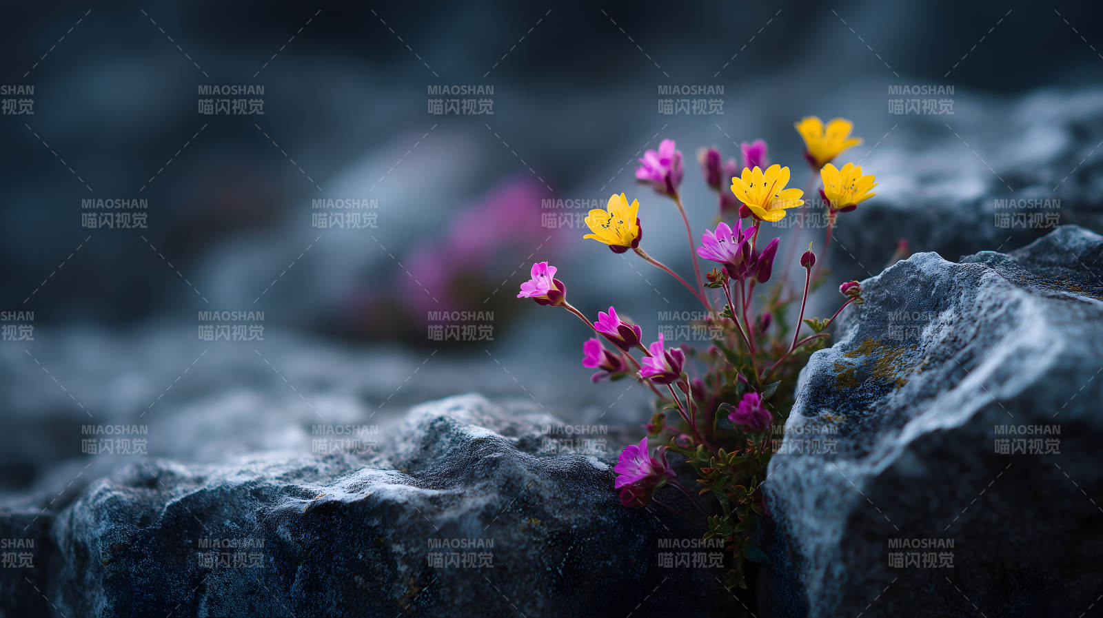 岩石中的美丽花朵图片